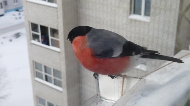 Alimentación de aves en invierno — Vídeo de stock