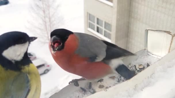 冬の鳥への餌やり — ストック動画