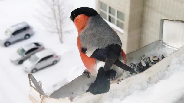 Alimentación de aves en invierno — Vídeo de stock