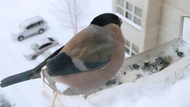 冬季喂食雀鸟 — 图库视频影像