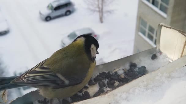 Годування птахів взимку — стокове відео