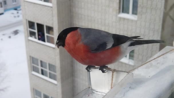 Alimentación de aves en invierno — Vídeos de Stock