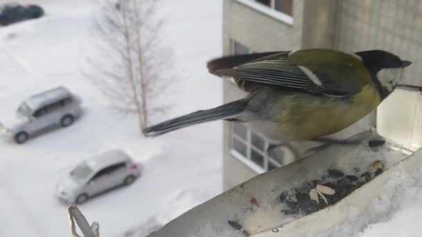 Alimentação de aves no inverno — Vídeo de Stock