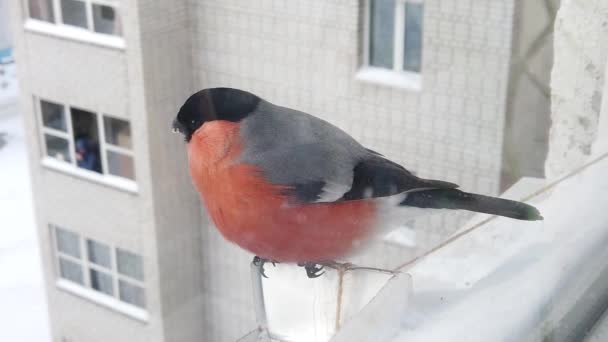 Alimentação de aves no inverno — Vídeo de Stock