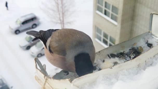 Alimentação de aves no inverno — Vídeo de Stock