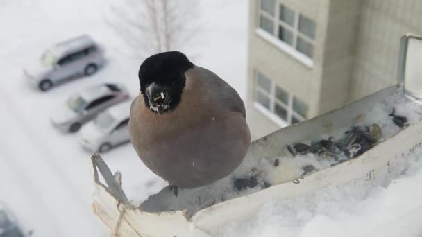 冬の鳥への餌やり — ストック動画