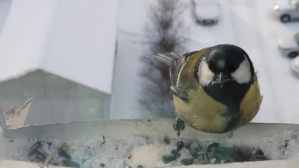 冬の鳥への餌やり — ストック動画