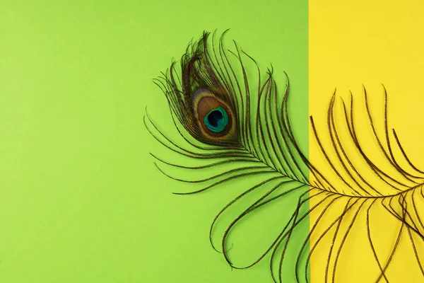 Peacock pluim op kleur papier — Stockfoto