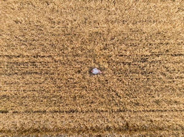 Vue aérienne de la femme couchée dans le champ de blé — Photo