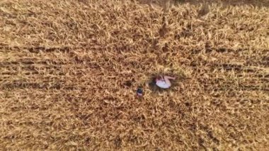 Buğday tarlasında yatan kadının havadan görünüşü