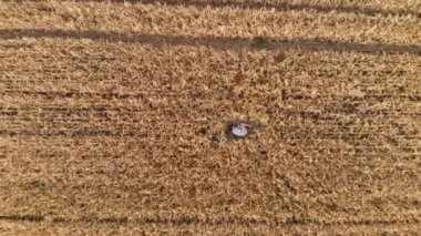 Buğday tarlasında yatan kadının havadan görünüşü