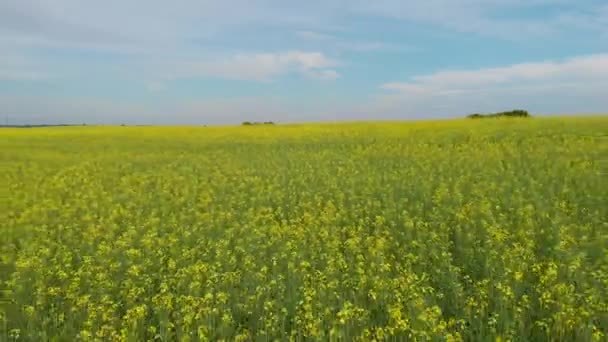 Widok z lotu ptaka na pole kwiatów rzepaku — Wideo stockowe