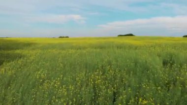 Yaz kolza çiçeği tarlasının havadan görünüşü