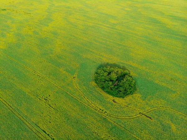 Vue aérienne du champ de colza — Photo