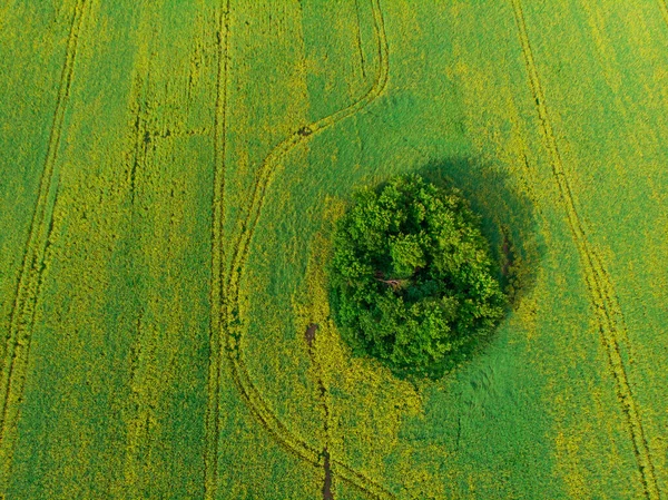 Vue aérienne du champ de colza — Photo