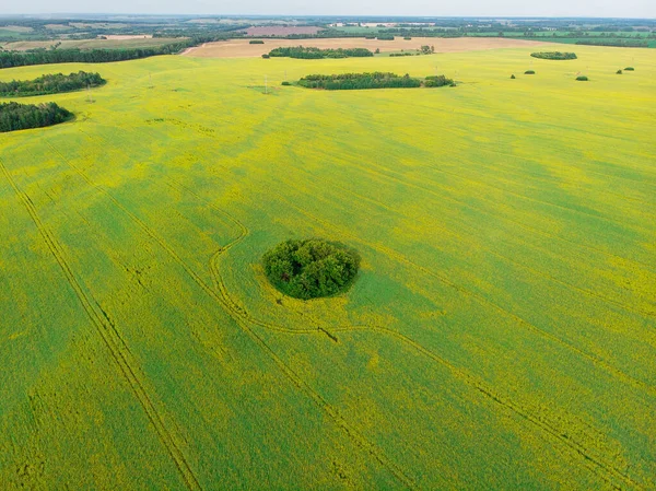 菜の花畑の空中風景 — ストック写真