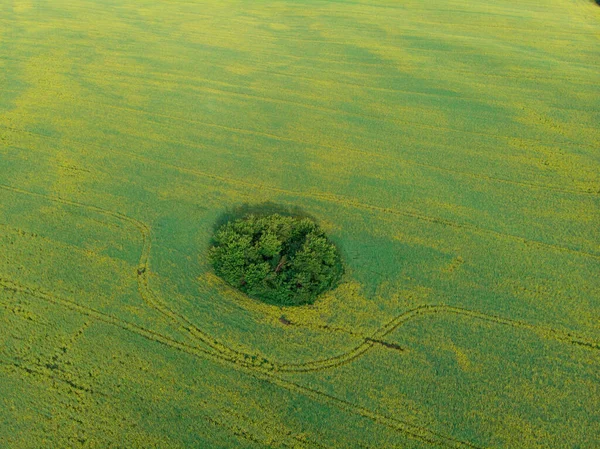 菜の花畑の空中風景 — ストック写真