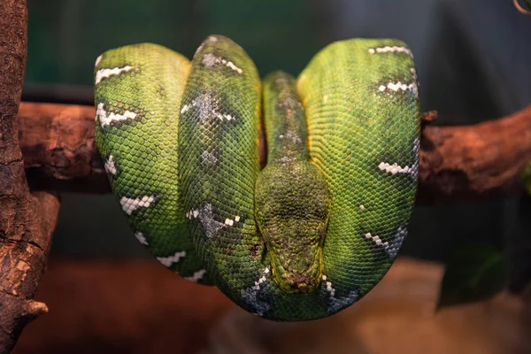 Green python close up — Stock Photo, Image