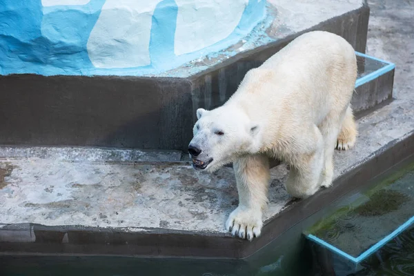 Isbjörn i djurparken — Stockfoto