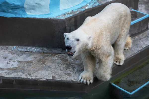 Oso polar en el zoológico —  Fotos de Stock
