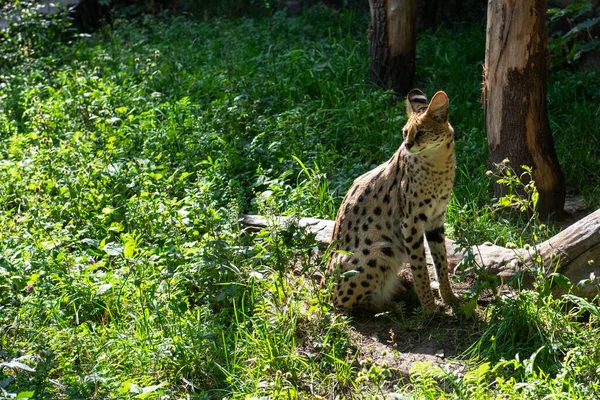 Serval wilde kat — Stockfoto