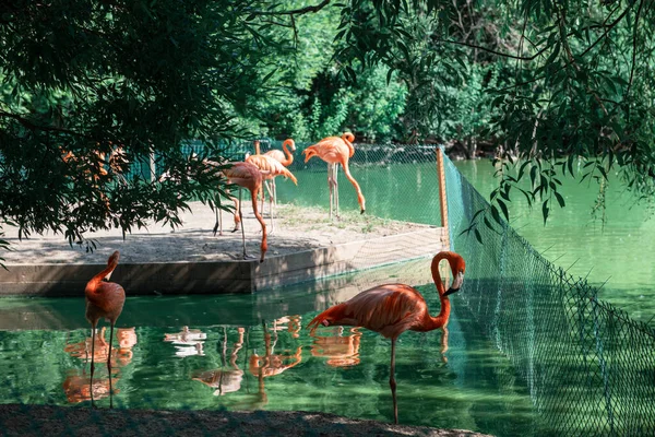 Pink flamingos walking in the water — Stock Photo, Image