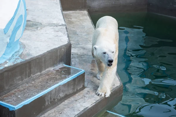 Oso polar en el zoológico — Foto de Stock