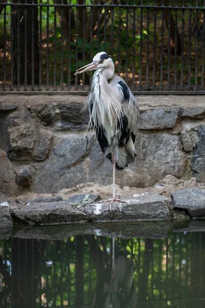 Great blue heron — Stock Photo, Image