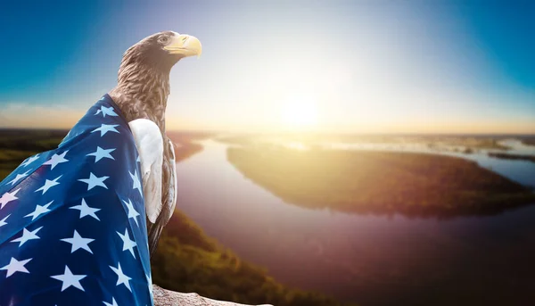 Adelaar met Amerikaanse vlag — Stockfoto