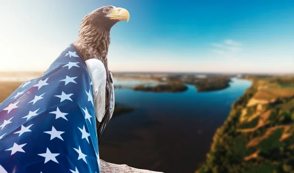 EAGLE COM FLAG AMERICANO — Fotografia de Stock