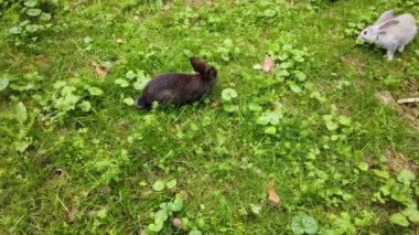 Küçük ev tavşanları