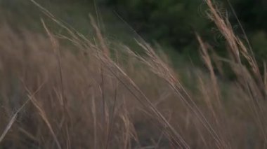 Rüzgarda esen çim çiçeği Sonbahar akşamları günbatımı