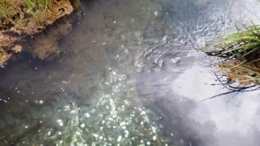 Turistler tarafından Altai Dağları 'ndaki bir dağ gölüne atılan paralar.