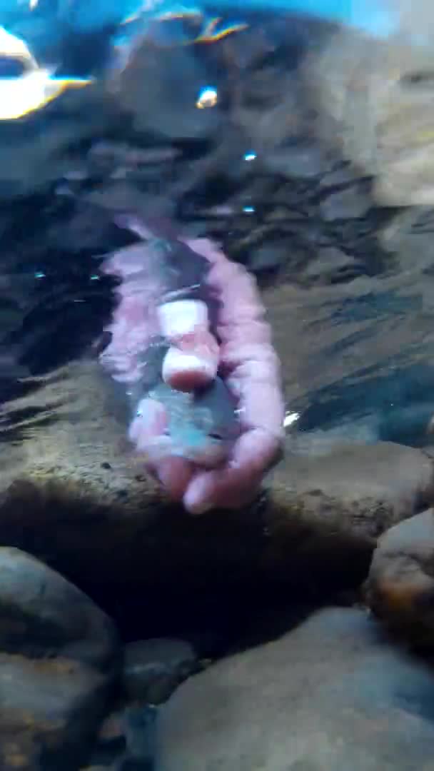 Underwater footage of freshwater fish grayling — Stok Video