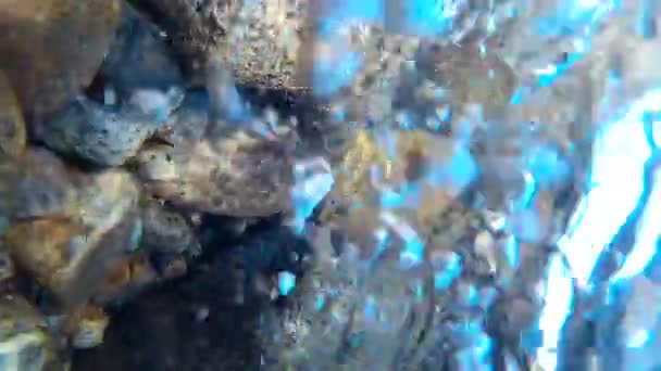 Imágenes submarinas de peces de agua dulce grises — Vídeo de stock