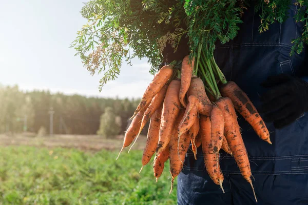 Farmer hands in gloves holding bunch of carrot — Stock Photo, Image