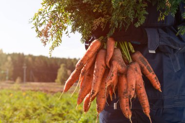 Eldivenli çiftçi elleri bir demet havuç tutuyor.