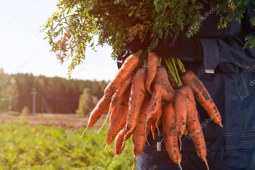 Farmer hands in gloves holding bunch of carrot