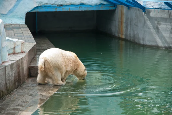 Urso branco — Fotografia de Stock