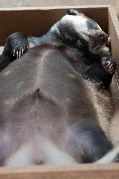 Sleeping badger — Stock Photo, Image