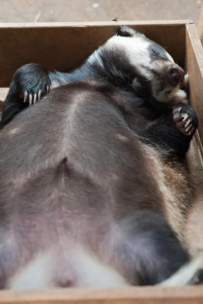 Sleeping badger — Stock Photo, Image