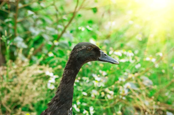 Black duck — Stock Photo, Image