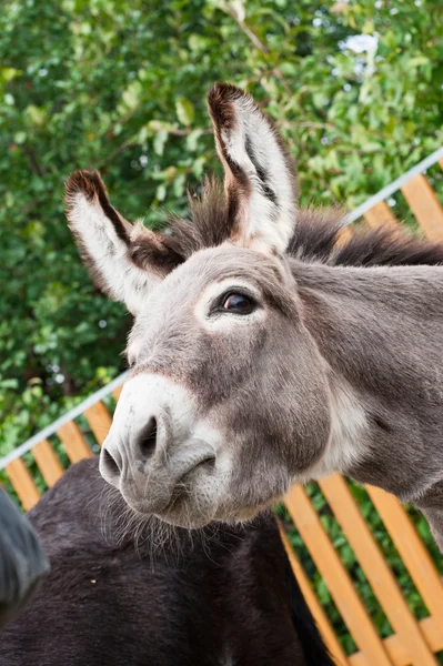 Donkey — Stock Photo, Image