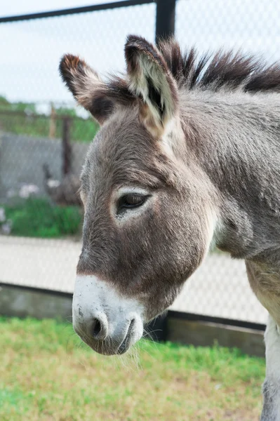 Donkey — Stock Photo, Image