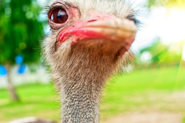 Struisvogel — Stockfoto