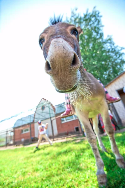 Donkey — Stock Photo, Image