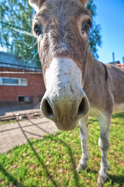 Donkey — Stock Photo, Image