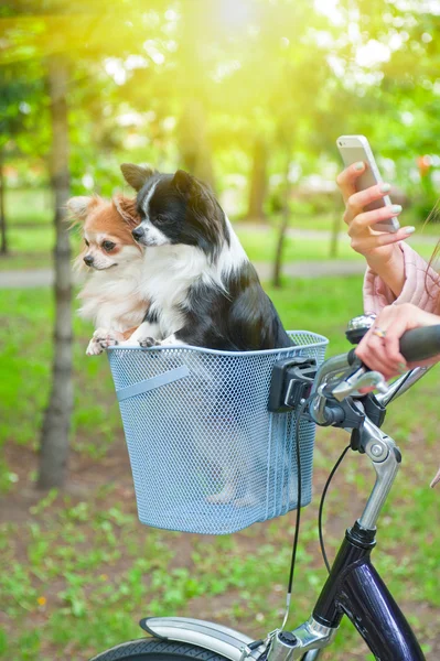 犬と一緒に歩いて自転車 — ストック写真