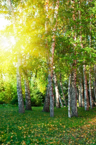 Sommaren björkskog — Stockfoto