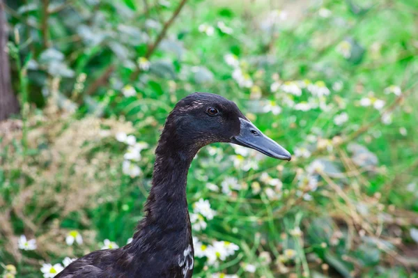 Schwarze Ente — Stockfoto